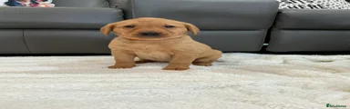 Labrador Retriever Puppy 5