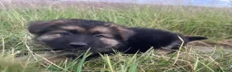 German Shepherd dogs for sale: Long haired German shepherd puppies  - Advert 8