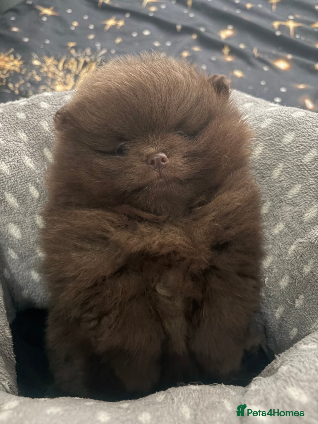 Pomeranian dogs for sale: 3 amazing teddy bear face puppies 🐻🐻🐻 - Advert 1