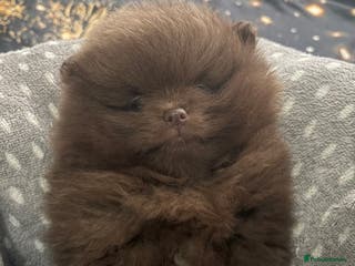 Pomeranian dogs 3 amazing teddy bear face puppies 🐻🐻🐻 - Advert 2