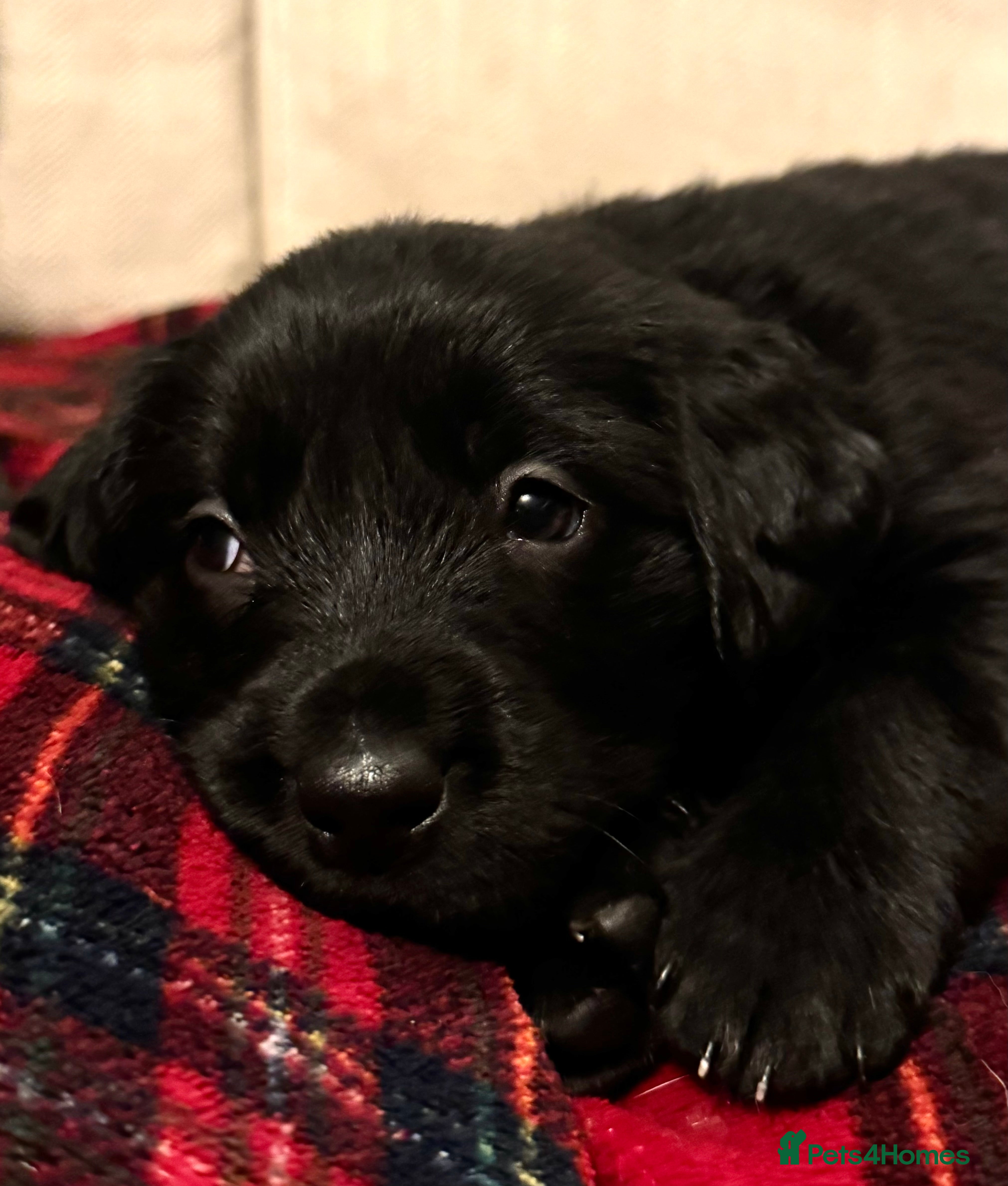 Labrador Retriever dogs Labrador x huntaway puppies ⭐️only 2 girls left⭐️ - Advert 4