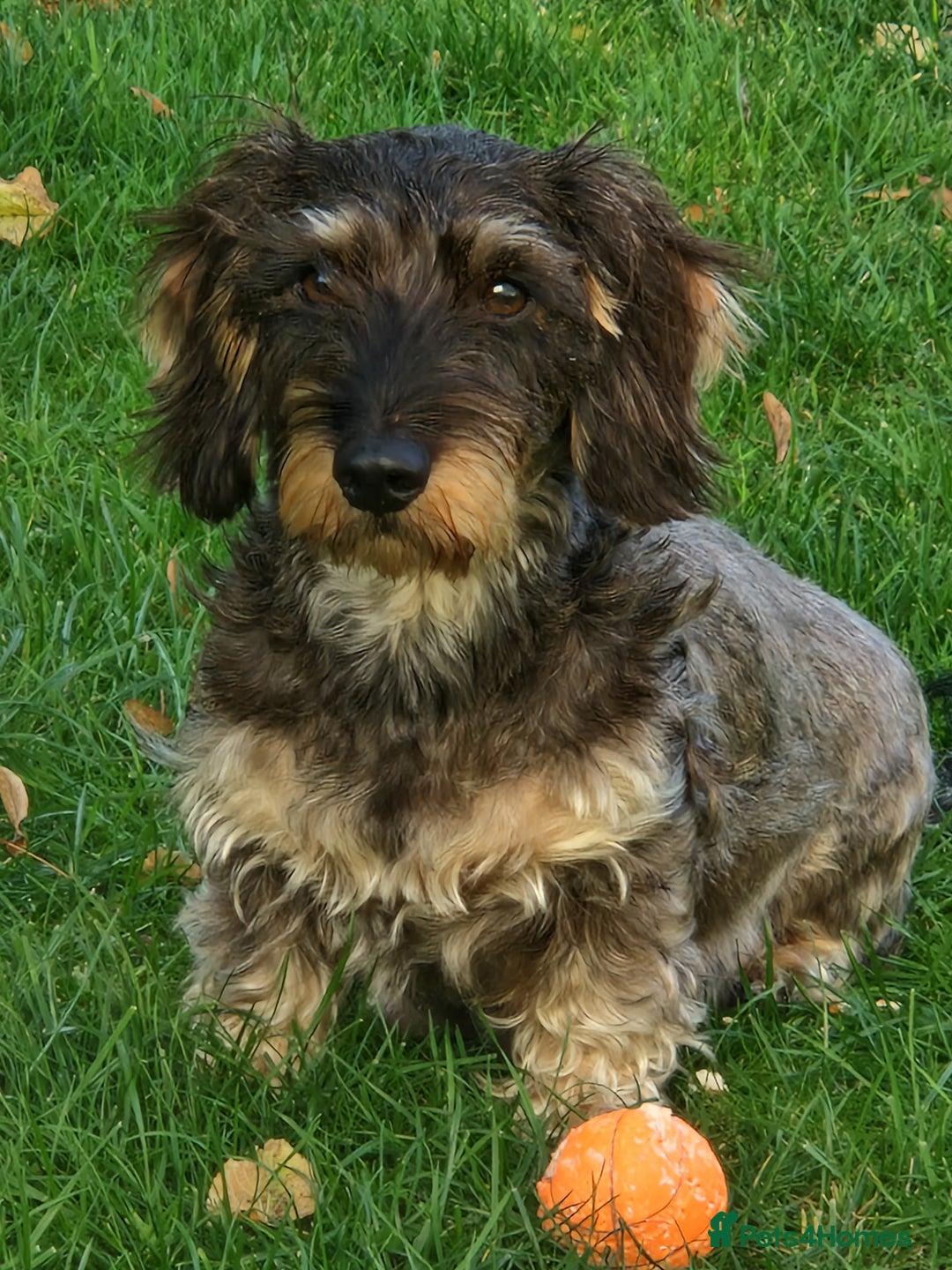 Dachshund dogs for sale: Tekel (wire haired dachshund) READY TO GO NOW - Advert 3