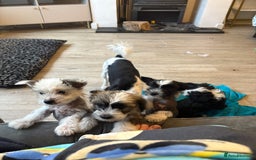Chinese Crested dogs for sale: powderpuff Chinese crested had both injections  - Image 9