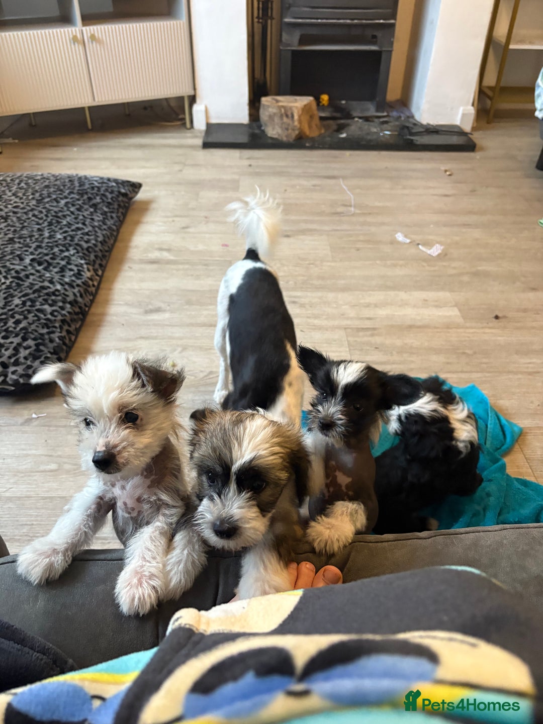 Chinese Crested dogs for sale: powderpuff Chinese crested had both injections  - Image 9