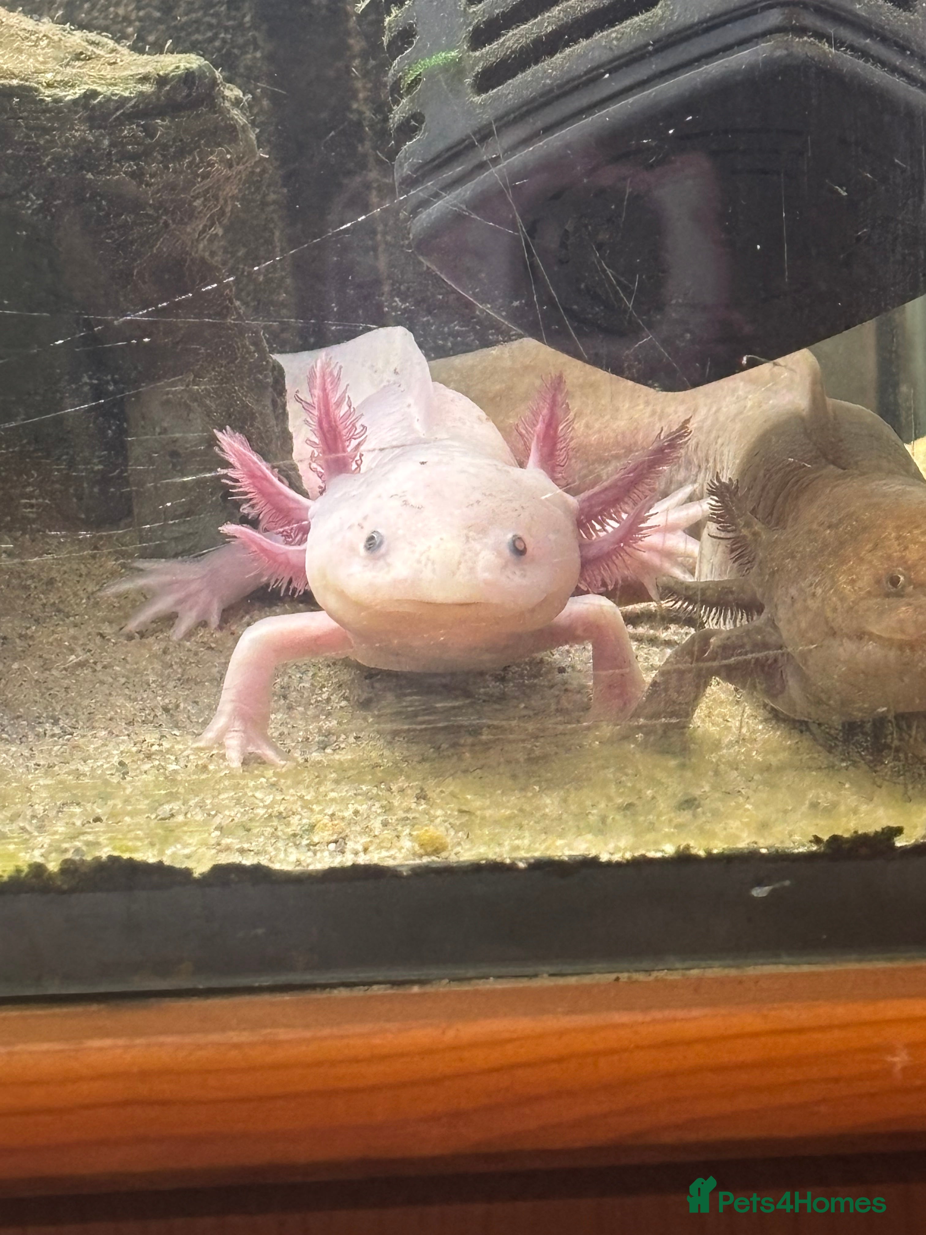 Axolotl reptiles Axolotyls for sale  - Advert 2