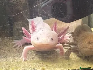 Axolotl reptiles Axolotyls for sale - Advert 2