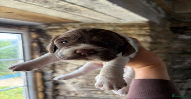 Sprocker dogs - Advert 11