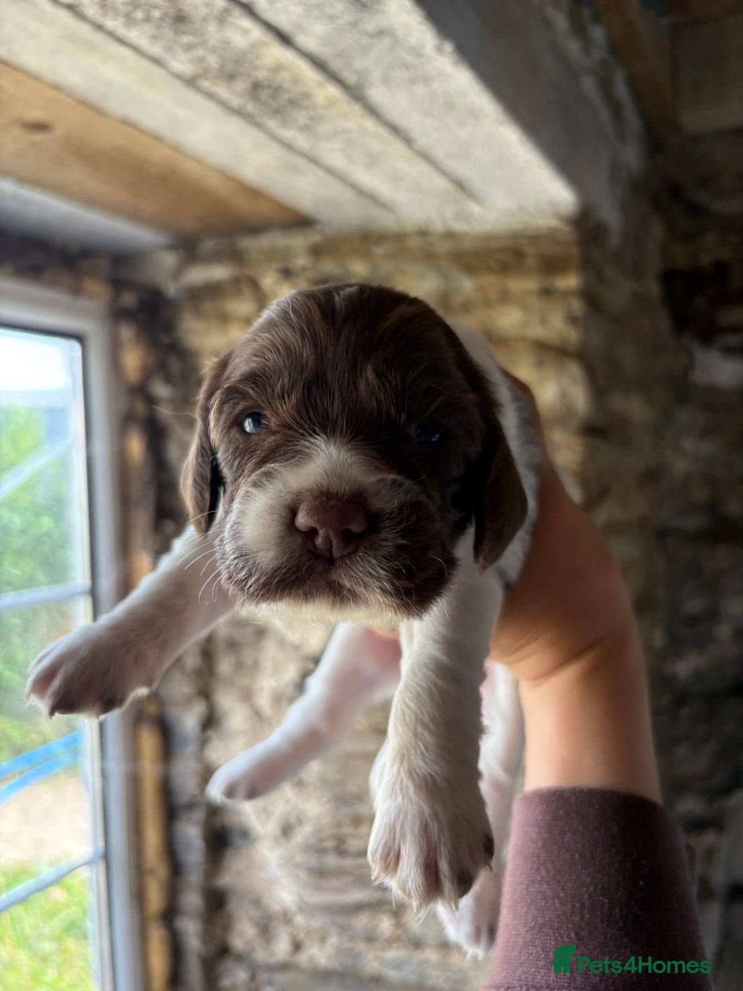 Sprocker dogs for sale: Sprocker spaniel puppies - Image 3