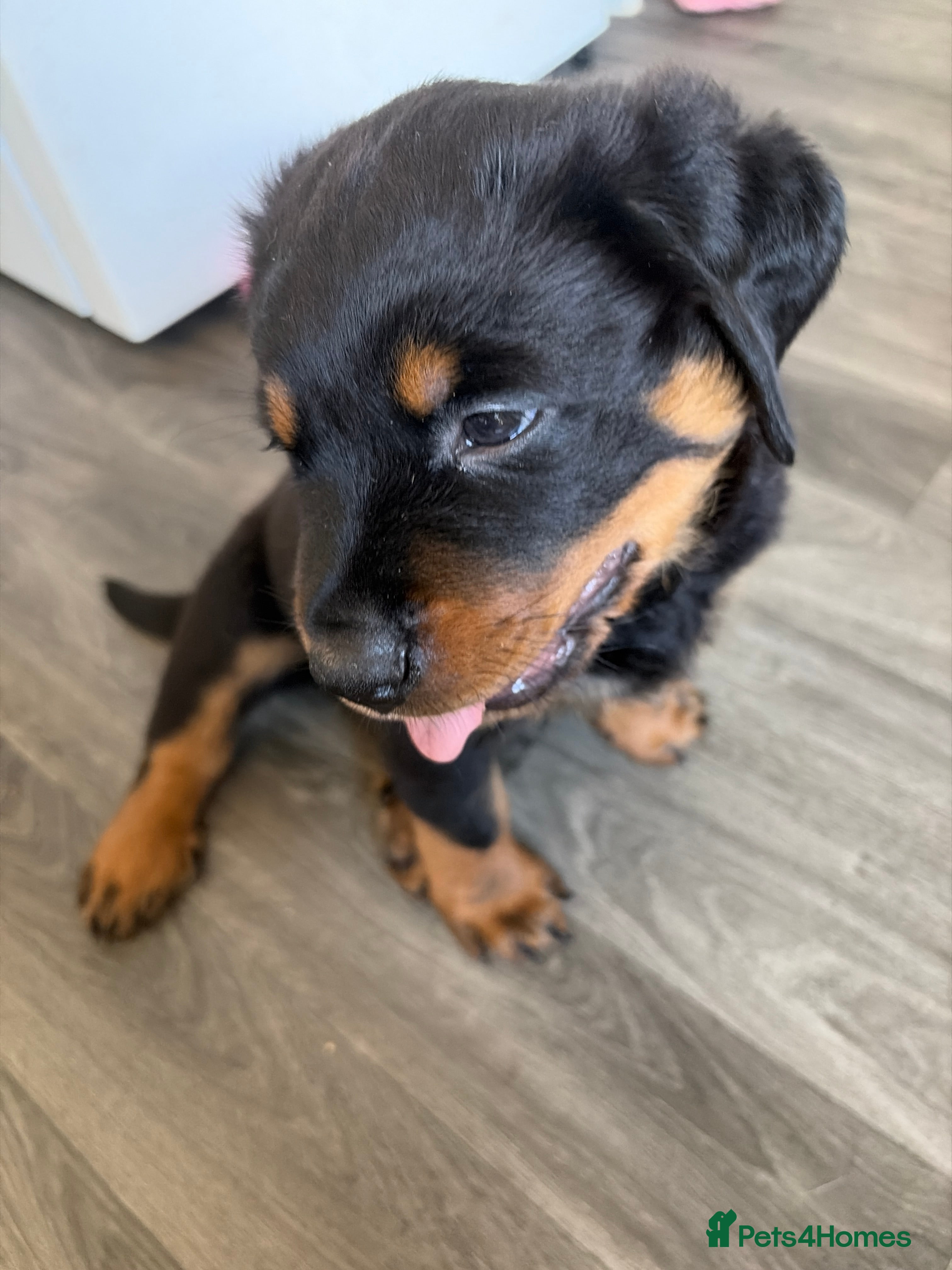 Rottweiler dogs Rottweiler puppies  - Advert 2