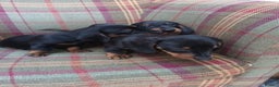 Miniature Dachshund dogs for sale: Black and Tan Miniature Dachshund Puppies 3 Boys - Advert 6