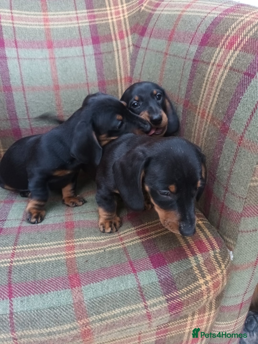 Miniature Dachshund dogs for sale: Black and Tan Miniature Dachshund Puppies 3 Boys - Advert 6
