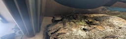 Corn Snake reptiles for sale: Corn snake with enclosure - Advert 3
