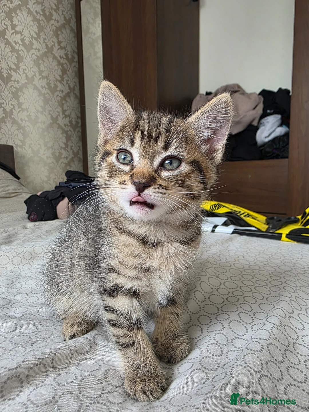 Mixed Breed cats for sale: Ragdoll x Siberian kittens - Advert 2