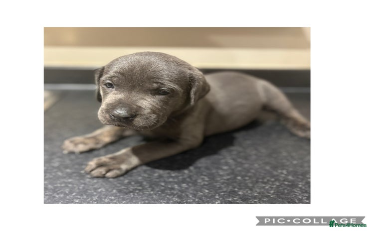 Cane Corso dogs - Advert 4