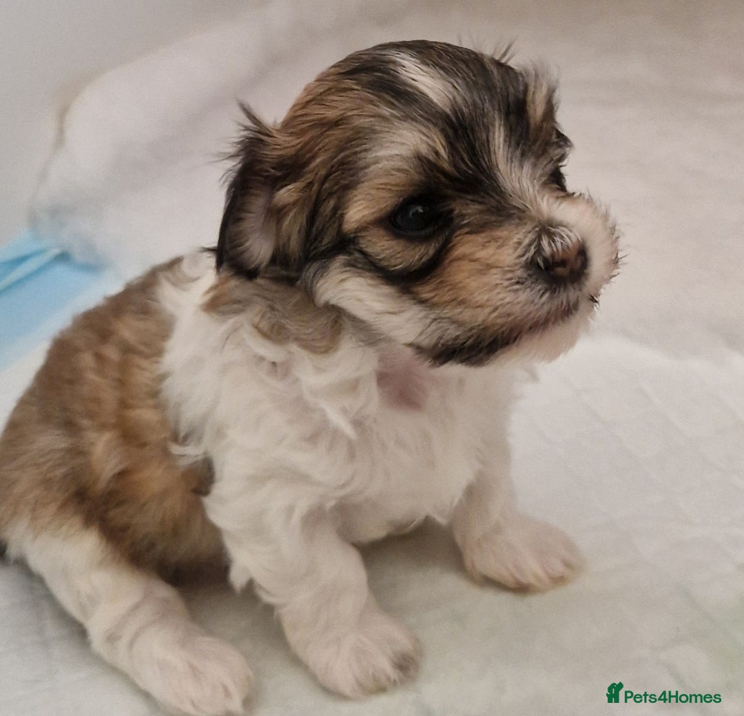 Havanese dogs for sale: Stunning KC Registered Havenese babies available.  - Image 16