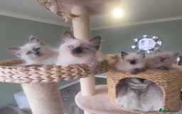 Ragdoll cats for sale: Quality ragdoll kittens 🐾 Sepias & traditional  - Image 1