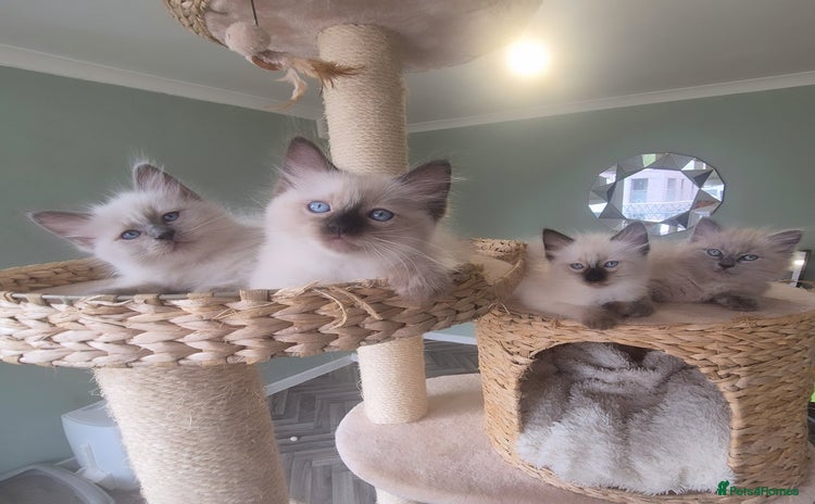 Ragdoll cats - Advert 5