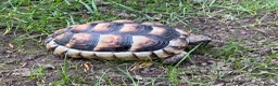 Tortoise reptiles for sale: Marginated Mediterranean tortoises  - Advert 2