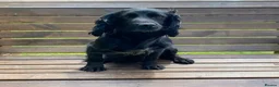 Cocker Spaniel dogs for sale: KC registered Working Cocker Spaniels - Advert 2