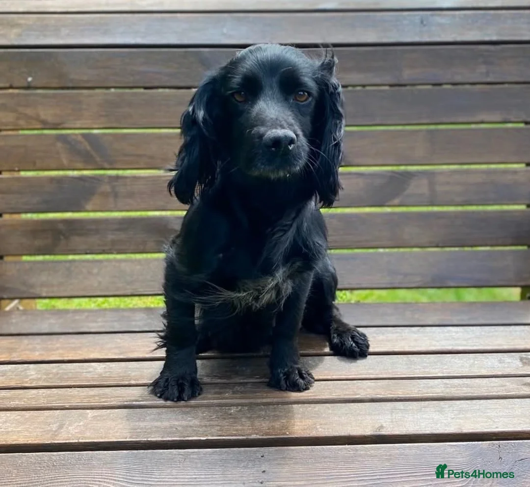 Cocker Spaniel dogs for sale: KC registered Working Cocker Spaniels - Advert 2