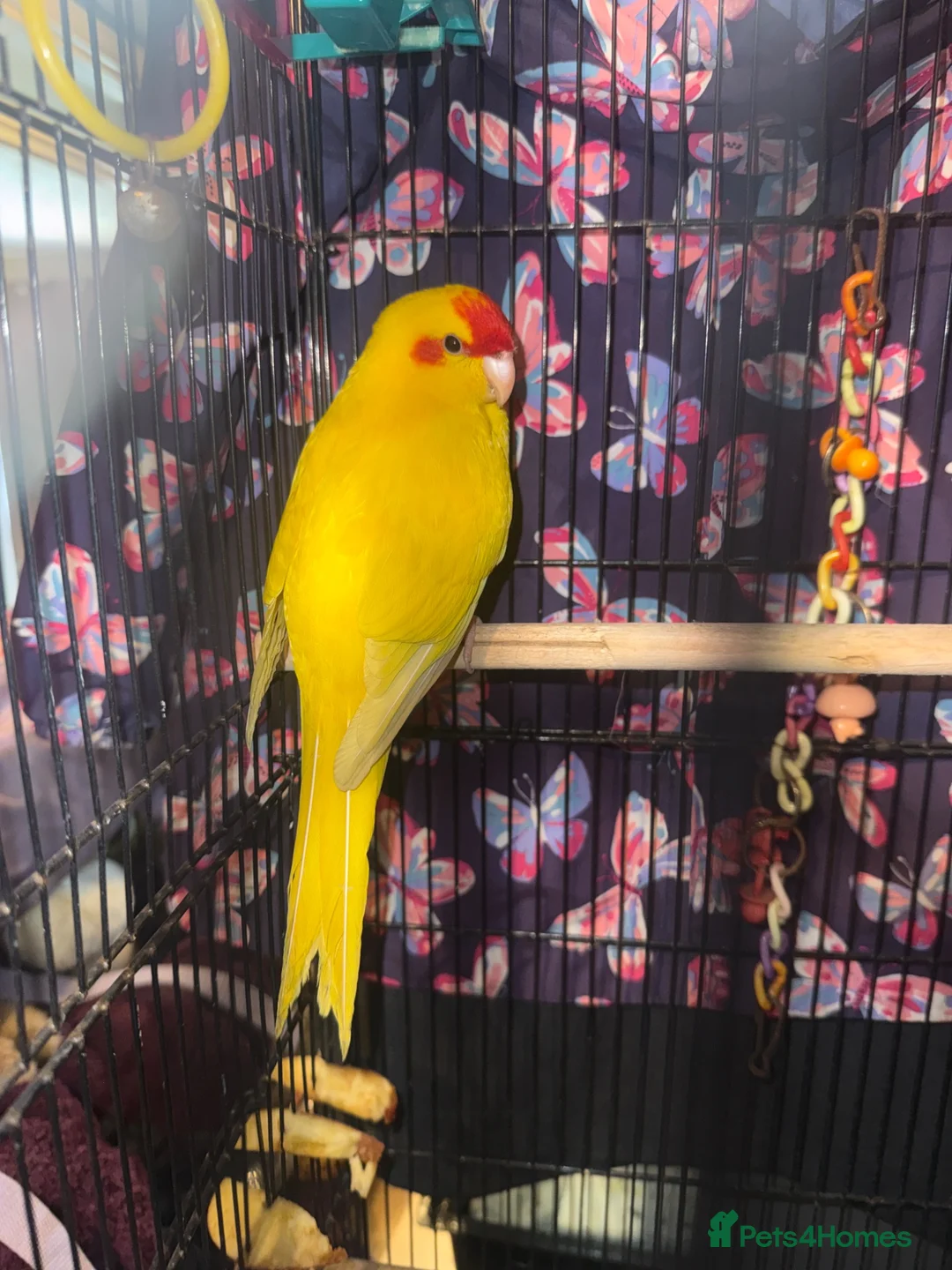 Mixed Breed birds for sale: Handreared Baby Kakariki  - Advert 2