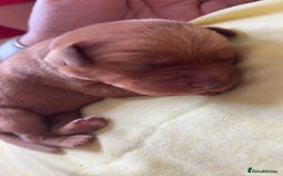 Labrador Retriever dogs for sale: Stunning Fox Red Labrador puppies  - Image 2