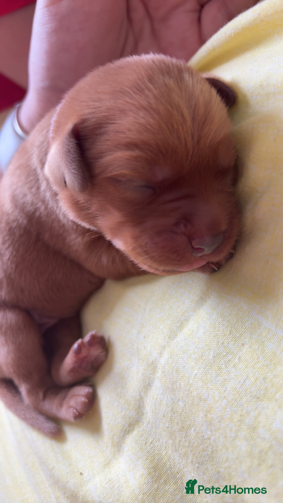 Labrador Retriever dogs for sale: Stunning Fox Red Labrador puppies  - Image 2