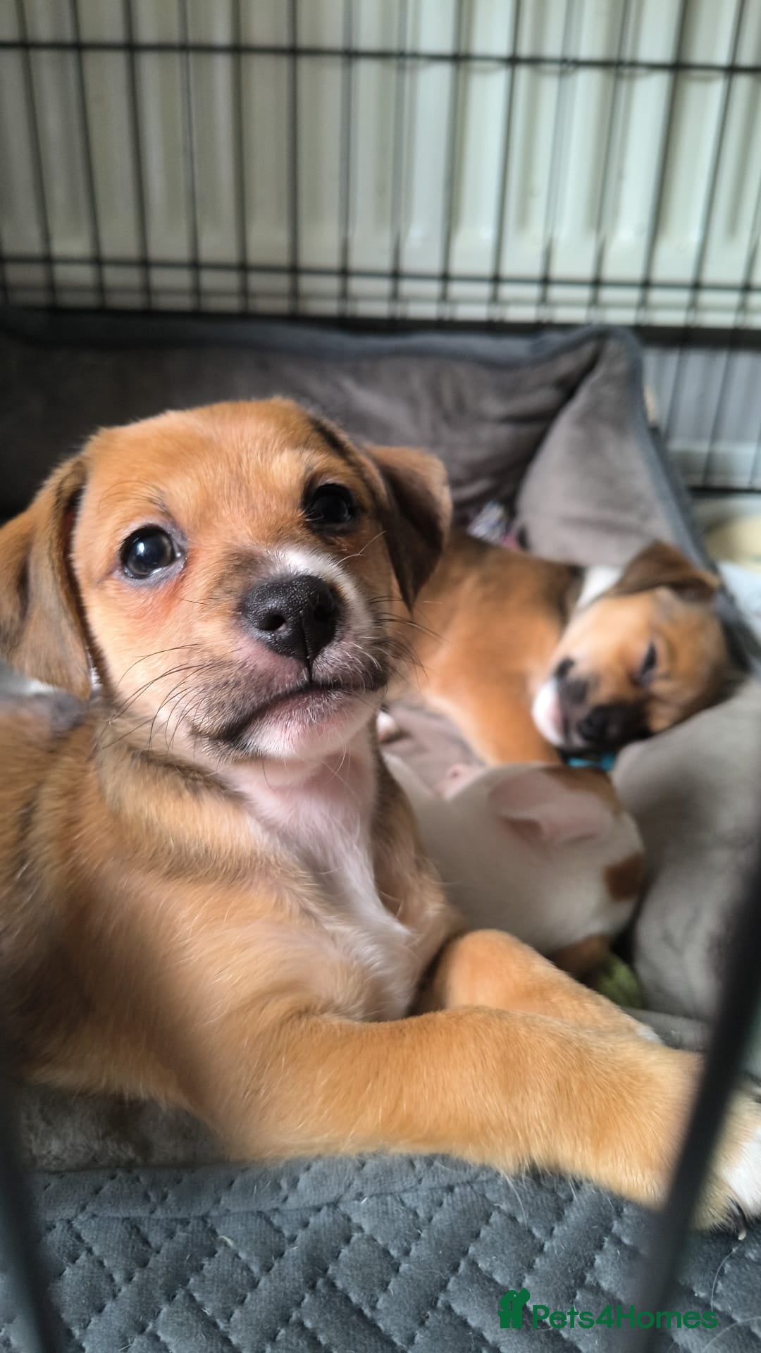 Jack Russell dogs for sale: Puppy  - Advert 5