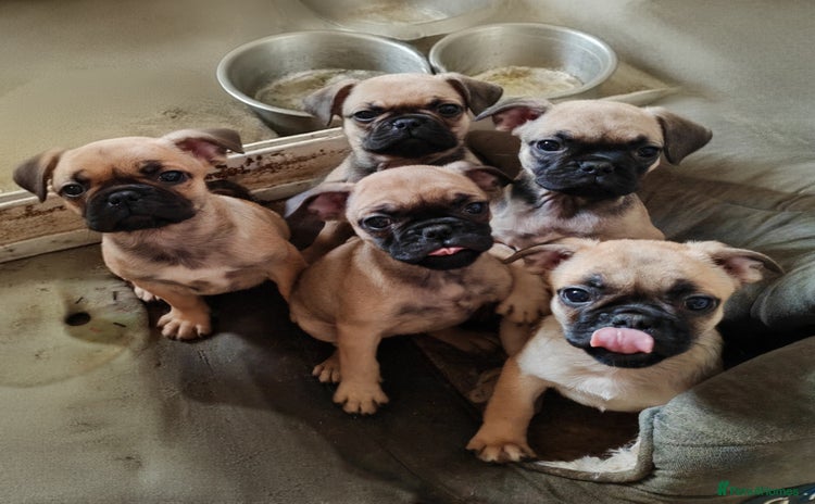 Frug dogs - Advert 1
