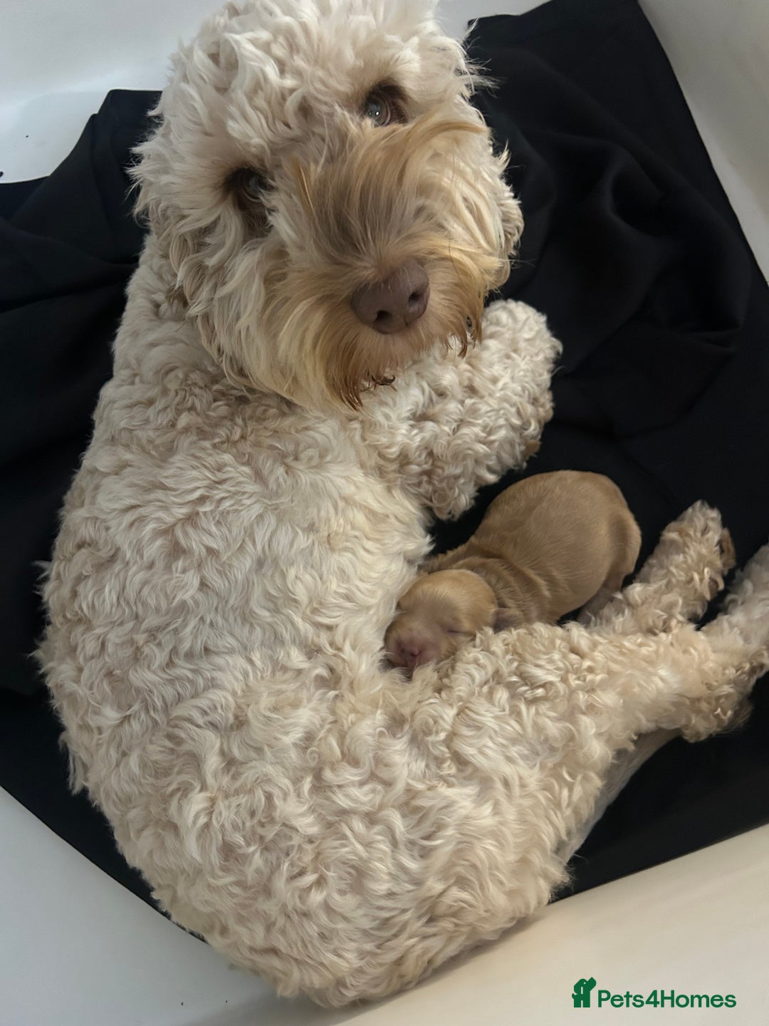 Cockapoo dogs for sale: Gorgeous cockapoo pup!  - Advert 7