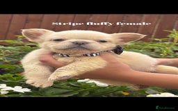 French Bulldog dogs for sale: Beautiful small build fluffy/fluffy carrier french - Image 1