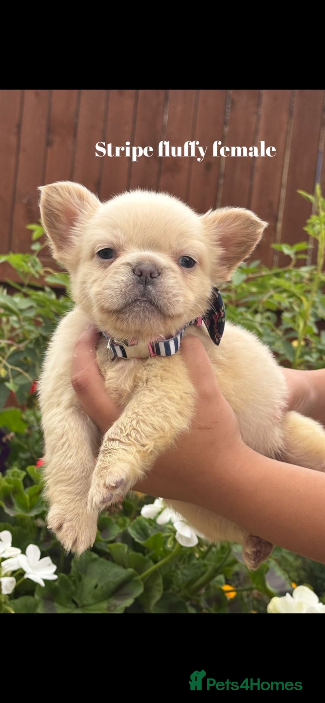 French Bulldog dogs for sale: Beautiful small build fluffy/fluffy carrier french - Image 1