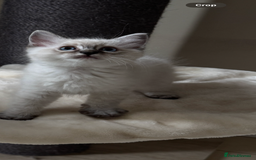 Ragdoll cats for sale: Stunning GCCF reg ragdoll kittens available now  - Image 11