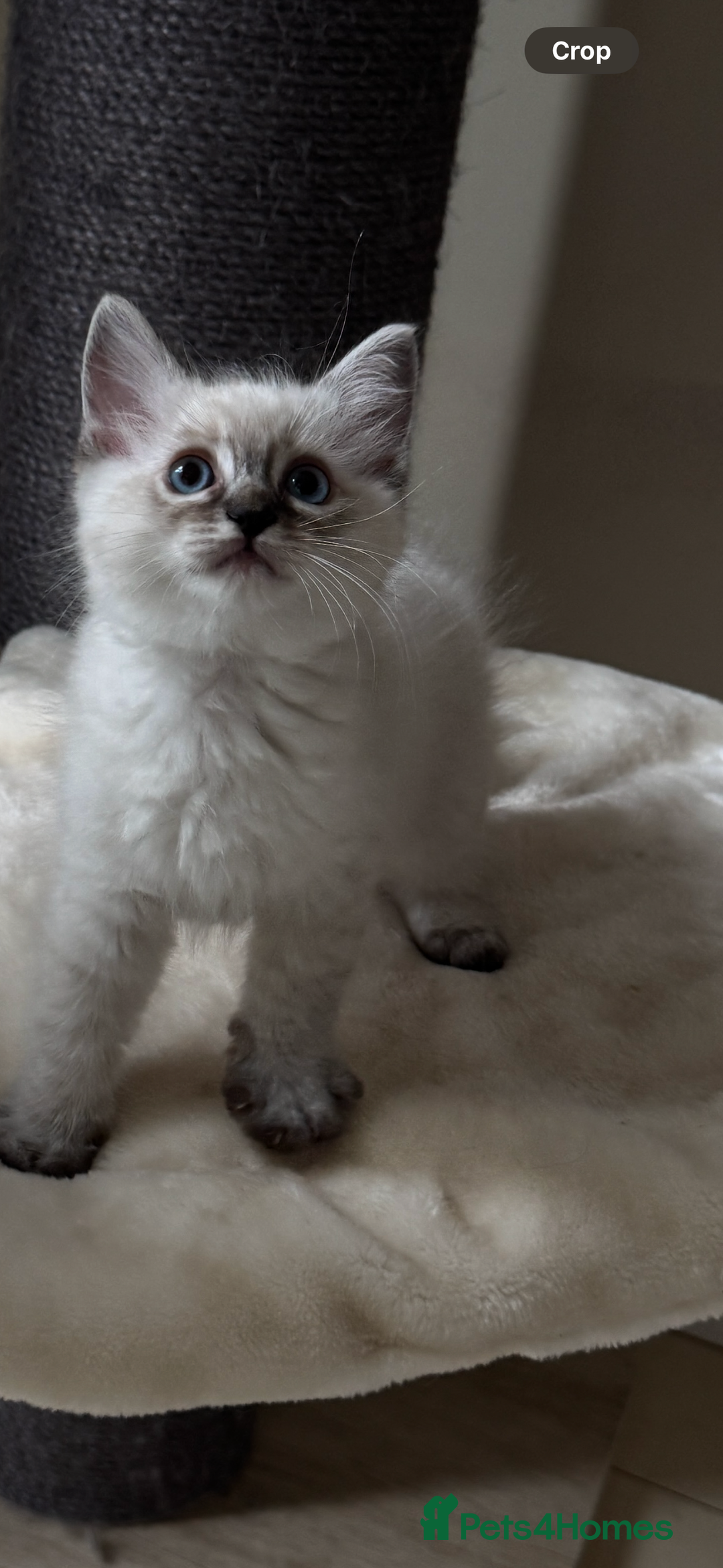Ragdoll cats for sale: Stunning GCCF reg ragdoll kittens available now  - Image 11
