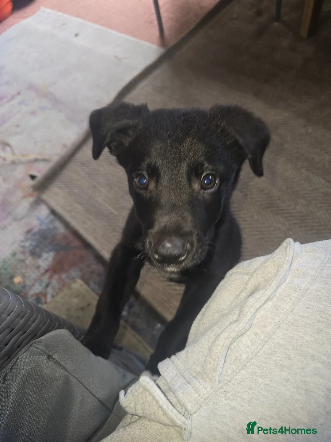 Border Collie dogs for sale: Puppy to sale in Blackpool - Advert 2