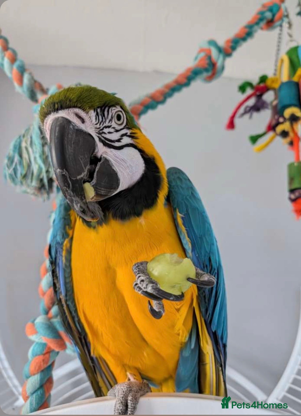 Macaws birds for sale:  Blue & gold macaw - Advert 1