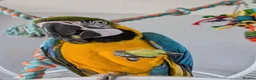 Macaws birds for sale:  Blue & gold macaw - Advert 1