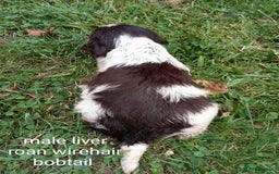 Mixed Breed dogs for sale: Fen Spaniels -Korthols x Eng Springer Spaniel  - Image 13