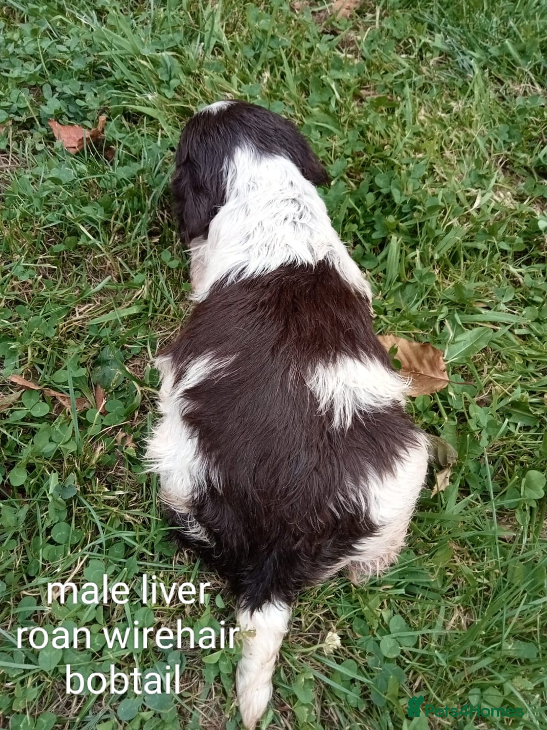 Mixed Breed dogs for sale: Fen Spaniels -Korthols x Eng Springer Spaniel  - Image 13