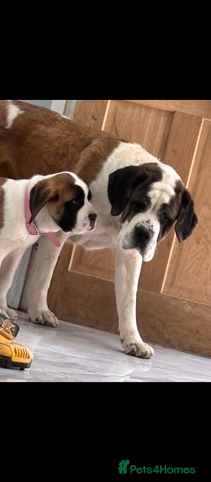 Saint Bernard dogs Beautiful saint Bernard puppies - Advert 4