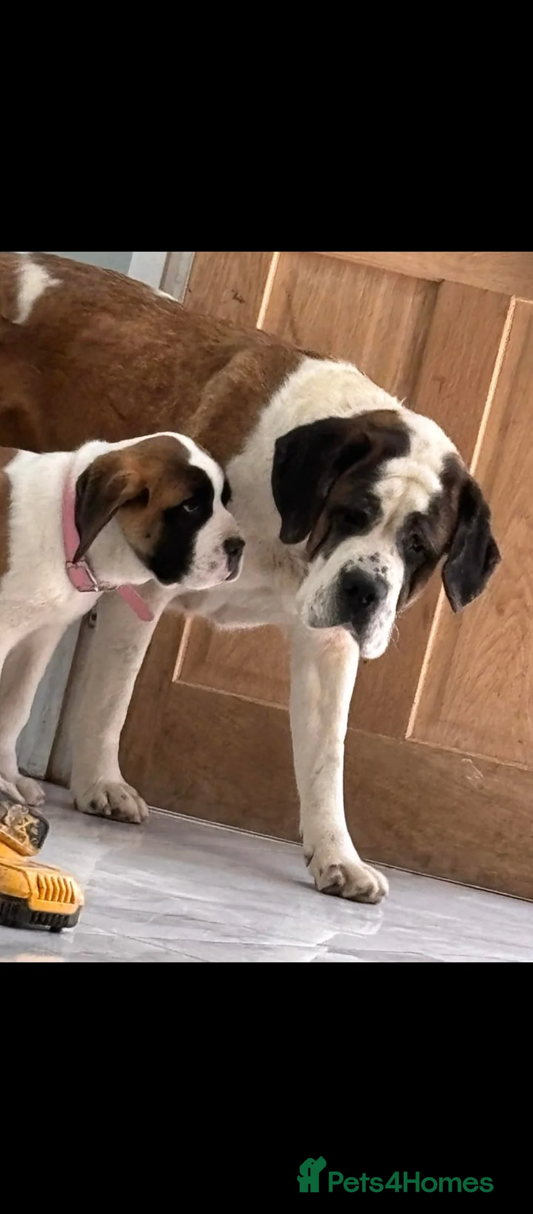Saint Bernard dogs for sale: Beautiful saint Bernard puppies - Advert 1