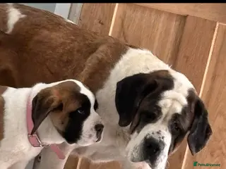 Saint Bernard dogs Beautiful saint Bernard puppies - Advert 11