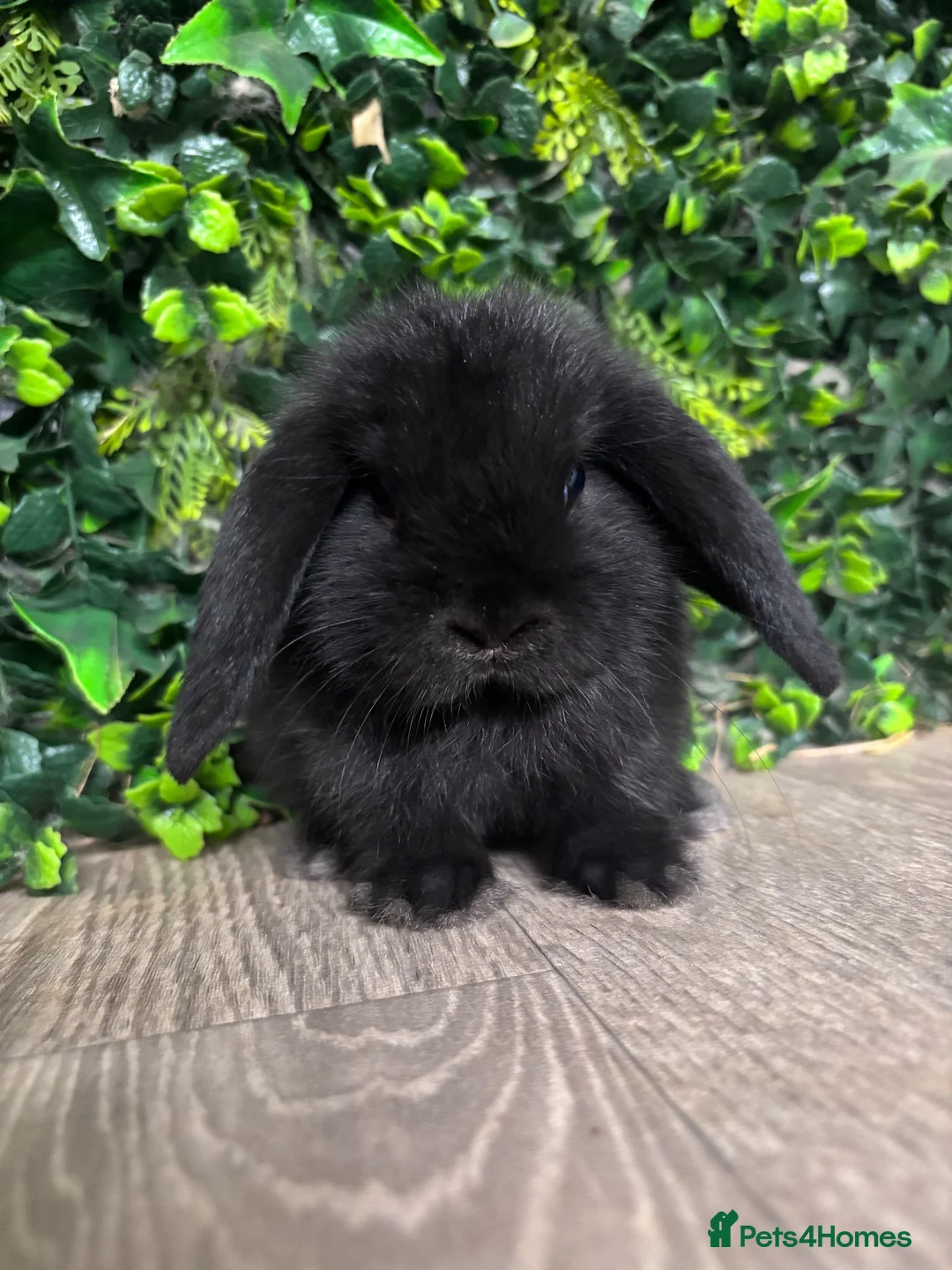 Mini Lop rabbits for sale: BEAUTIFUL BABY MINI LOP BUNNIES  - Advert 3