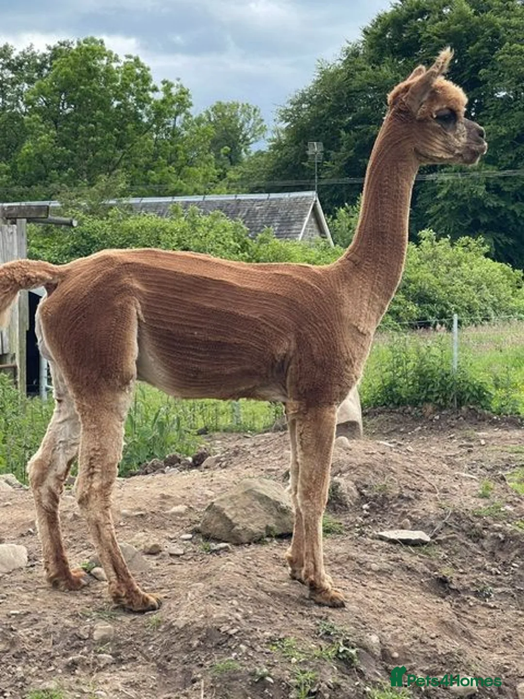 Alpaca livestock for sale: 3 Pet Males in Canonbie - Advert 2