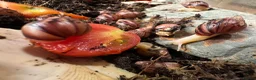 Snails invertebrates for sale: Baby Albino Tiger Stripe Giant African Land Snails - Advert 6