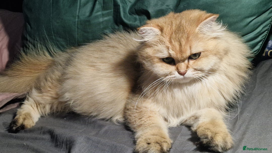 British Shorthair cats for sale: British shorthair pedigree kittens - Advert 12