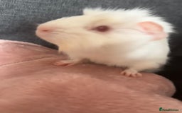 Guinea Pig rodents for sale: 2 bonded boars with cage, food, hay& accessories.  - Image 3