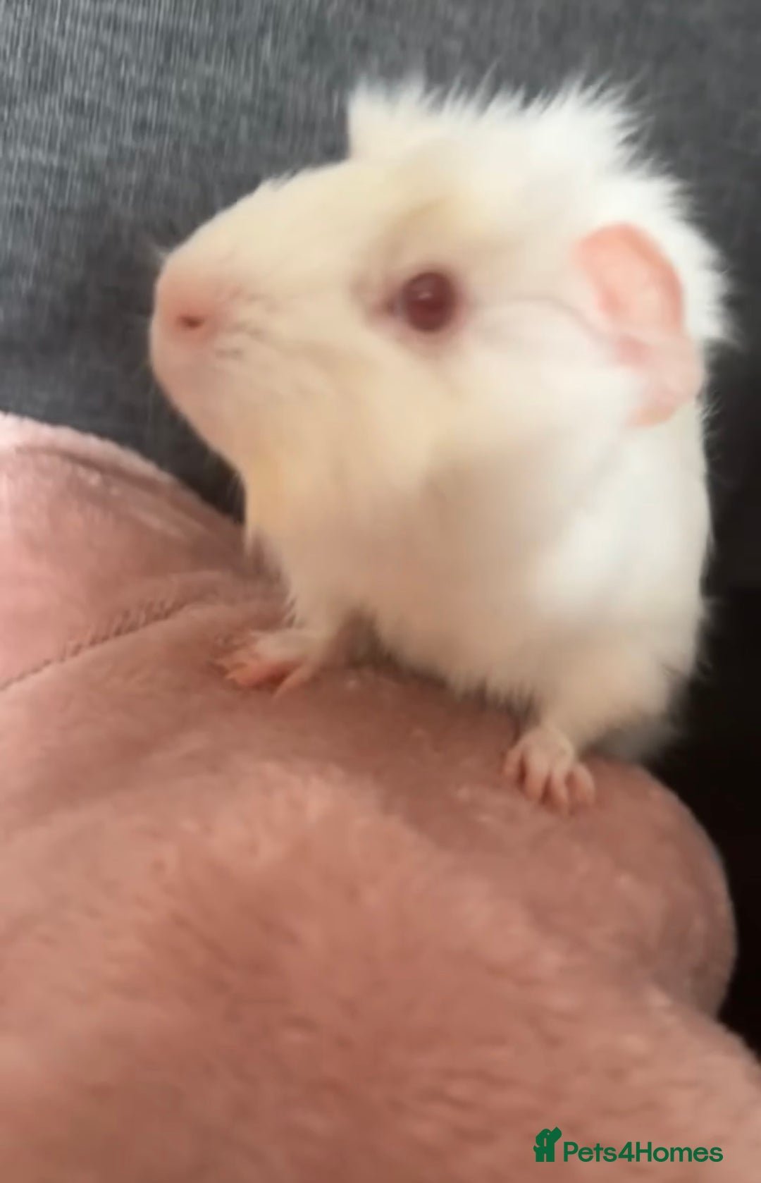 Guinea Pig rodents for sale: 2 bonded boars with cage, food, hay& accessories.  - Image 3