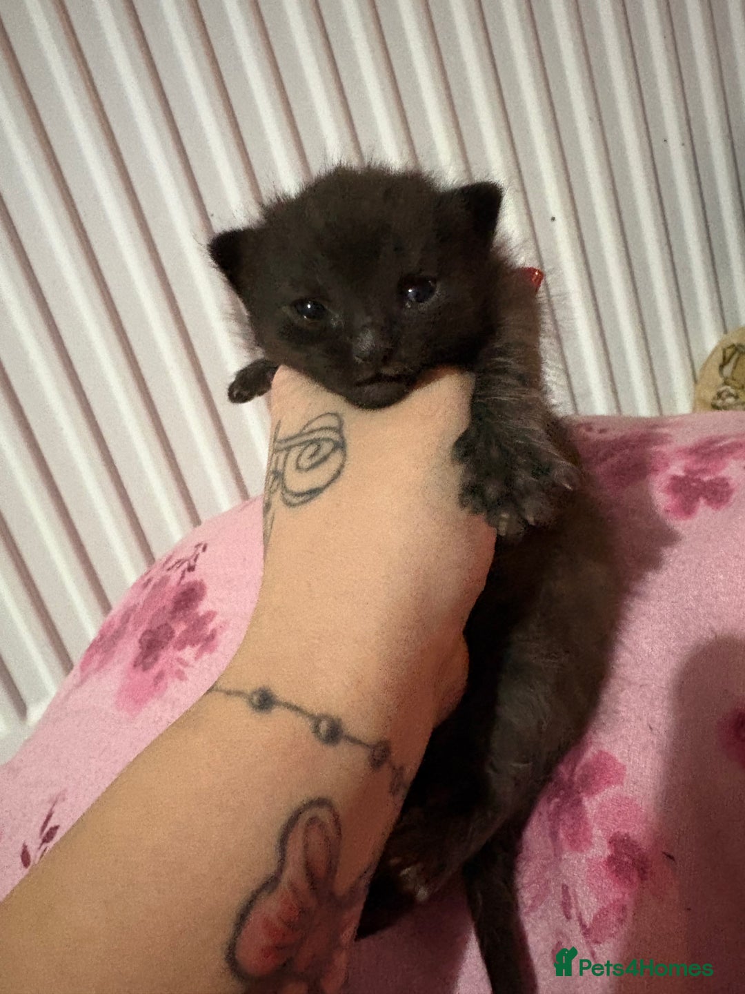 British Longhair cats for sale: Three kittens - Ready  **  week - Advert 13