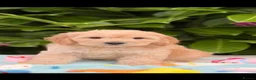 Cockapoo dogs for sale: 🌸 READY NOW SHOW QUALITY TOY F1 COCKERPOOS 🌸 - Advert 20
